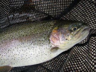 終了5分前の太鱒